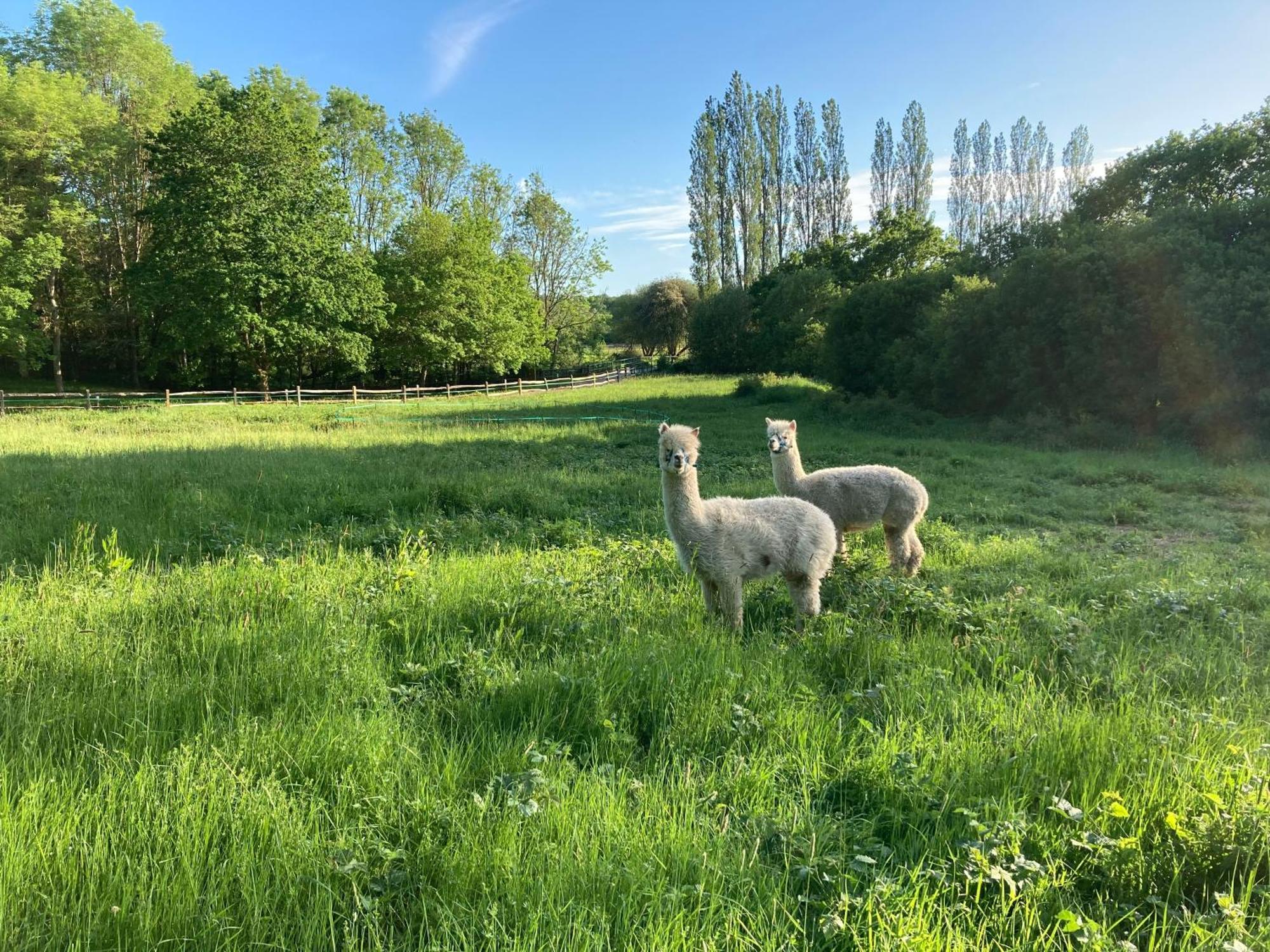 Dragonfly Ifold & Alpaca My Tipi Glamping *